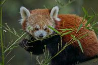 Kleine Rode Panda van Edith Albuschat thumbnail