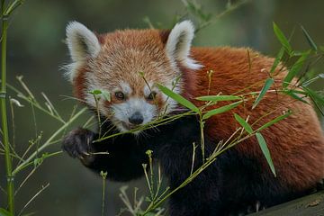 Kleine Rode Panda van Edith Albuschat