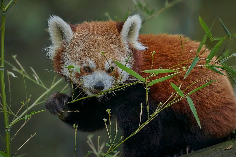 Kleiner Roter Panda von Edith Albuschat