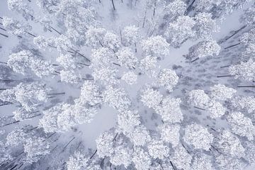 Drone foto van besneeuwde boomtoppen van Martijn Smeets