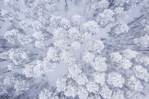 Drone photo of snowy treetops