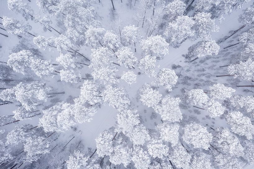 Drone photo of snowy treetops by Martijn Smeets