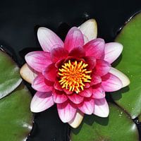 waterlelie
