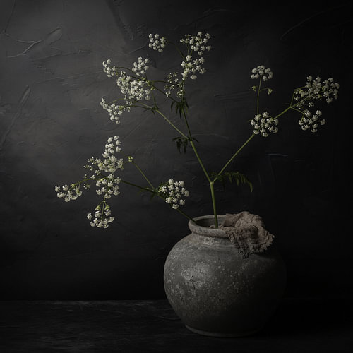 Cow Parsley Light - Donker stilleven met het licht van Fluitenkruid