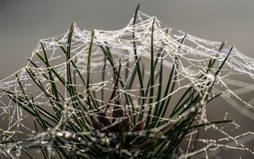 Spinneweb met dauwdruppels