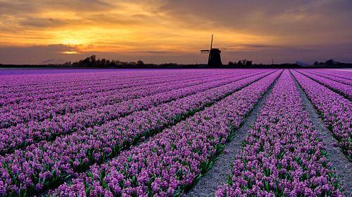 champ de fleurs au printemps