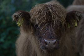 Let’s have a good talk van Kim Jansen