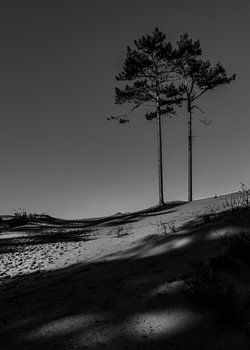 Deux arbres dans les dunes