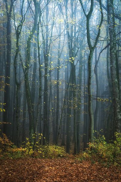 fairytale forest by Tobias Luxberg