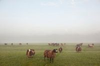 bruine schapen in mistig weiland