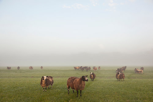 braunes Schaf auf nebliger Wiese