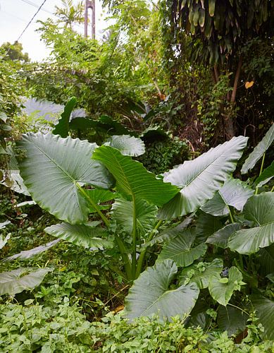 Tropical leaves