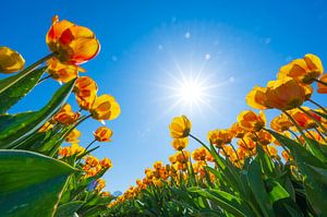 Gele tulpen op een veld in de lente van Sjoerd van der Wal Fotografie