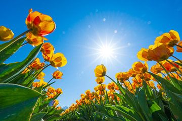 Gele tulpen op een veld in de lente van Sjoerd van der Wal