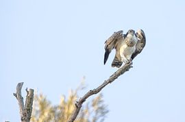 balbuzard pêcheur sur la branche