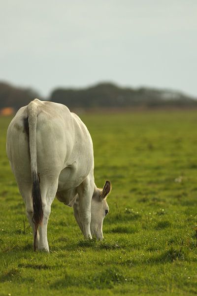 Kuh von Michelle van Doorn
