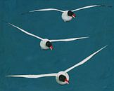 Drie zwevende meeuwen met zwarte kop van Jan Keteleer thumbnail
