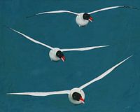 Three black-headed floating gulls