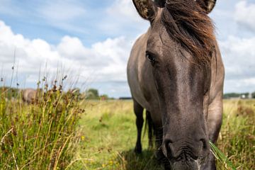 Cheval Konik en gros plan sur Robbie Severien