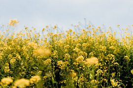 Rapeseed by Myrthe Vlasveld