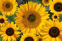 sunflower collage
