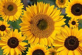 sunflower collage by Marika Rentier