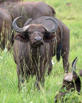 Cape buffalo (Syncerus caffer), Uganda by Alexander Ludwig