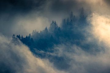 Mist in het bos van Antwan Janssen