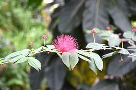 Bloem by Willy Coersen