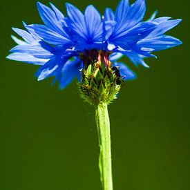 An ant on a cornflower/een mier op een koren bloem van Nicolle Rietman