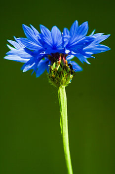 An ant on a cornflower/een mier op een koren bloem