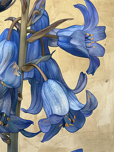 Blaue Waldhyazinthe