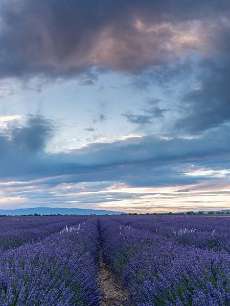 Champs de lavande à perte de vue en provence, france par Hillebrand Breuker