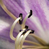 Stuifmeeldraden compostie