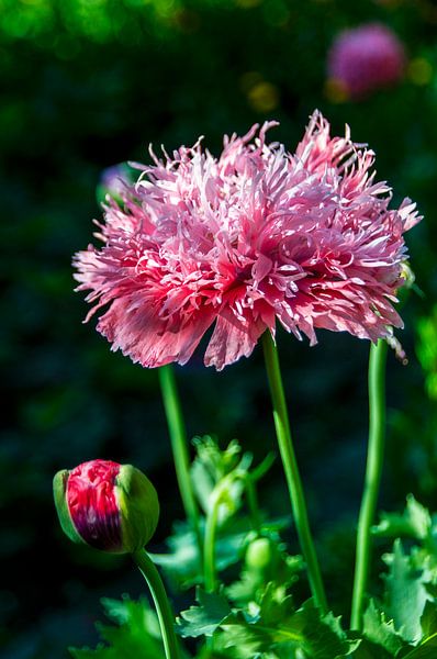 Mohnblume von Léontine Lamers