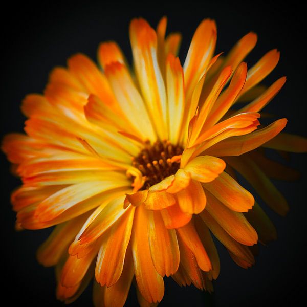 Gros plan sur la calendula officinalis, le souci par Jolanda de Jong-Jansen