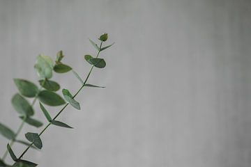 eucalyptus tak voor betonnen muur 3