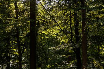 Im Wald van Rolf Pötsch