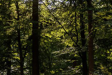 Im Wald von Rolf Pötsch