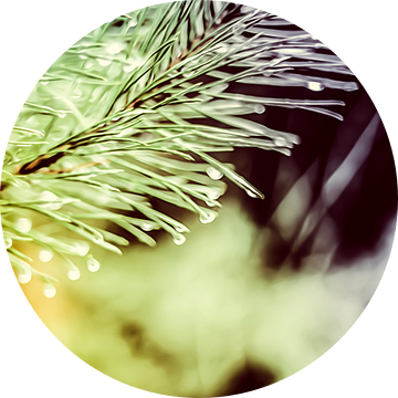 Een twijg van een spar, vol met waterdruppels, abstract uitgevoerd met grauwe donderpaarse kleuren.