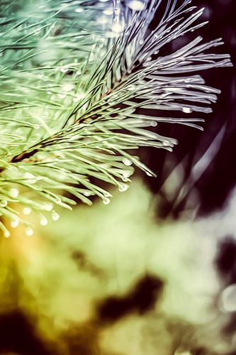 Een twijg van een spar, vol met waterdruppels, abstract uitgevoerd met grauwe donderpaarse kleuren.