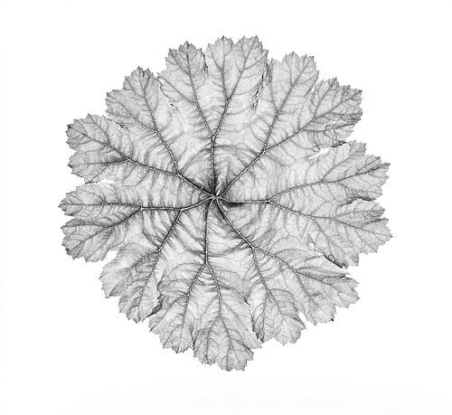 Feuille en noir et blanc sur Piet de Winter