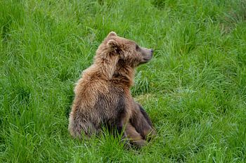 Zotteliger Braunbär sitzt im hohen Gras
