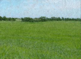 Groene weide