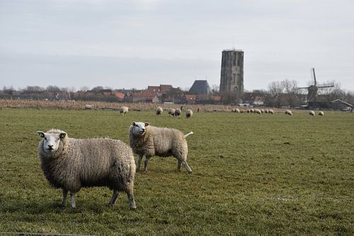 Schafe mit Kirche von Elias DS