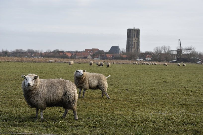 Schaap met kerk van Elias DS