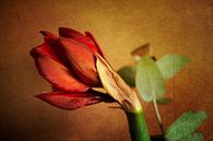 Amaryllis flower in oil by Petra Dreiling-Schewe thumbnail
