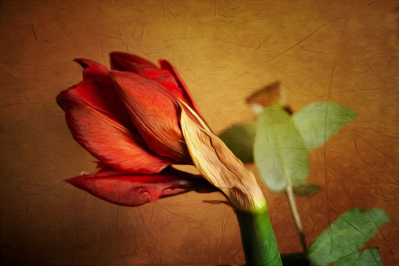 Amaryllis flower in oil by Petra Dreiling-Schewe