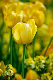 Blumenbeet mit gelben Tulpen von ManfredFotos