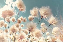 Wollgras im Frühling von Julia Delgado